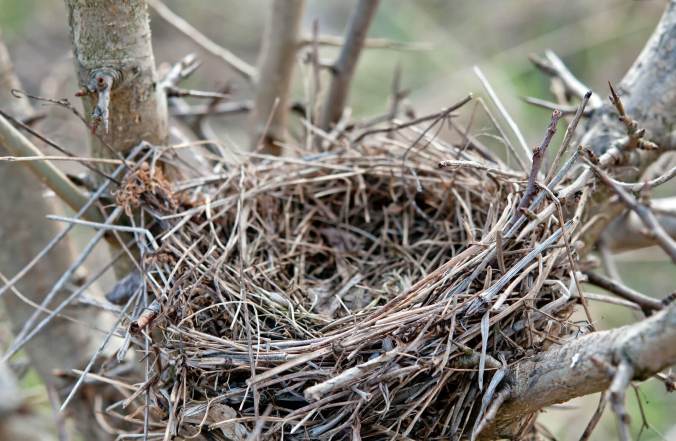 empty-nest