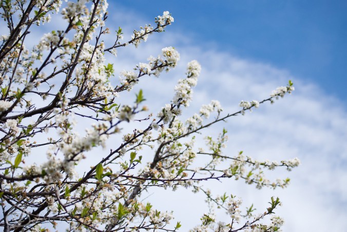 Plum-blossom-spring-9
